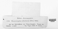 Image of Hyaloscypha albolutea